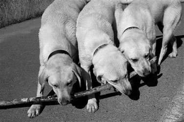 three dogs